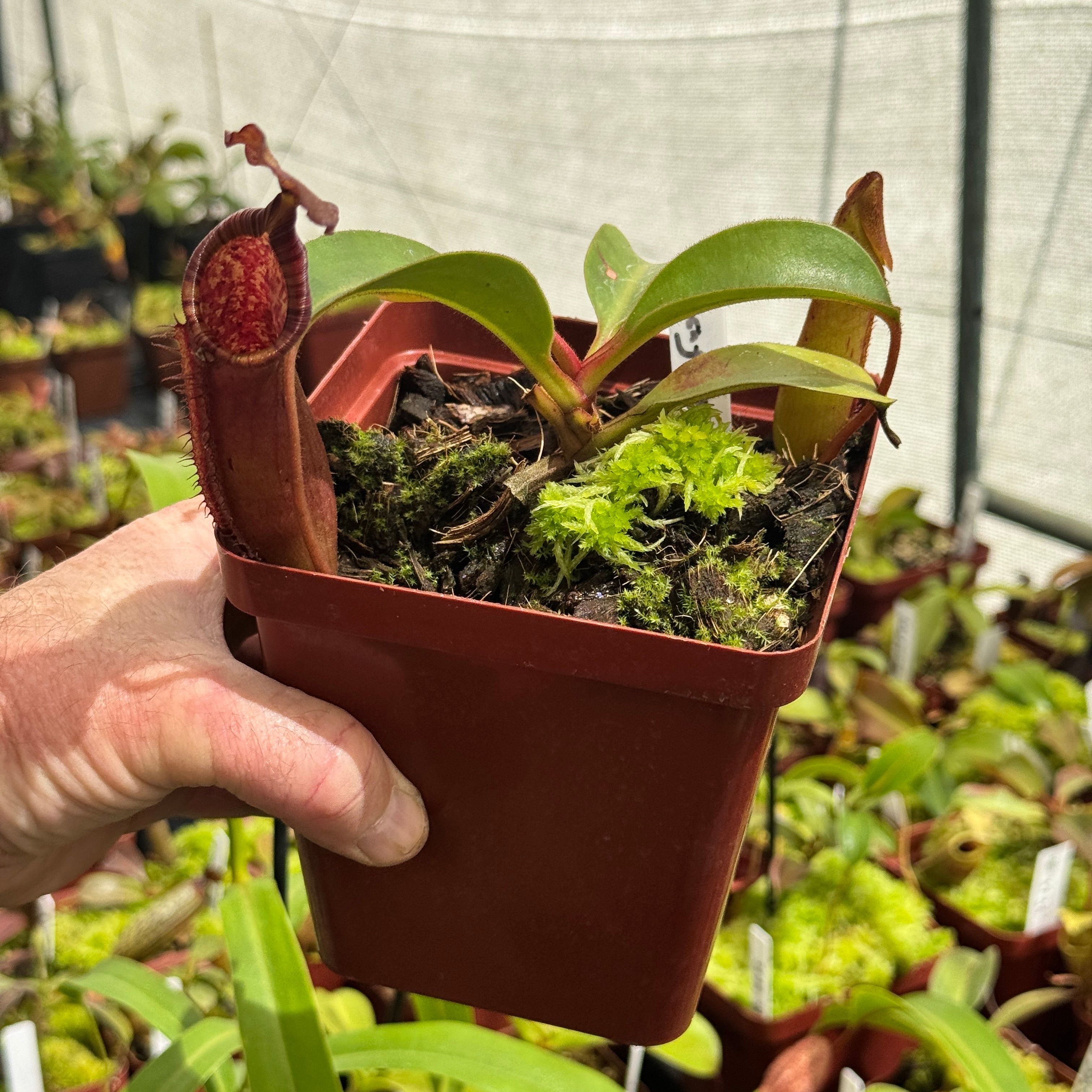 Tropical Pitcher, Nepenthes '(veitchii x lowii) x fusca,' BE-3937