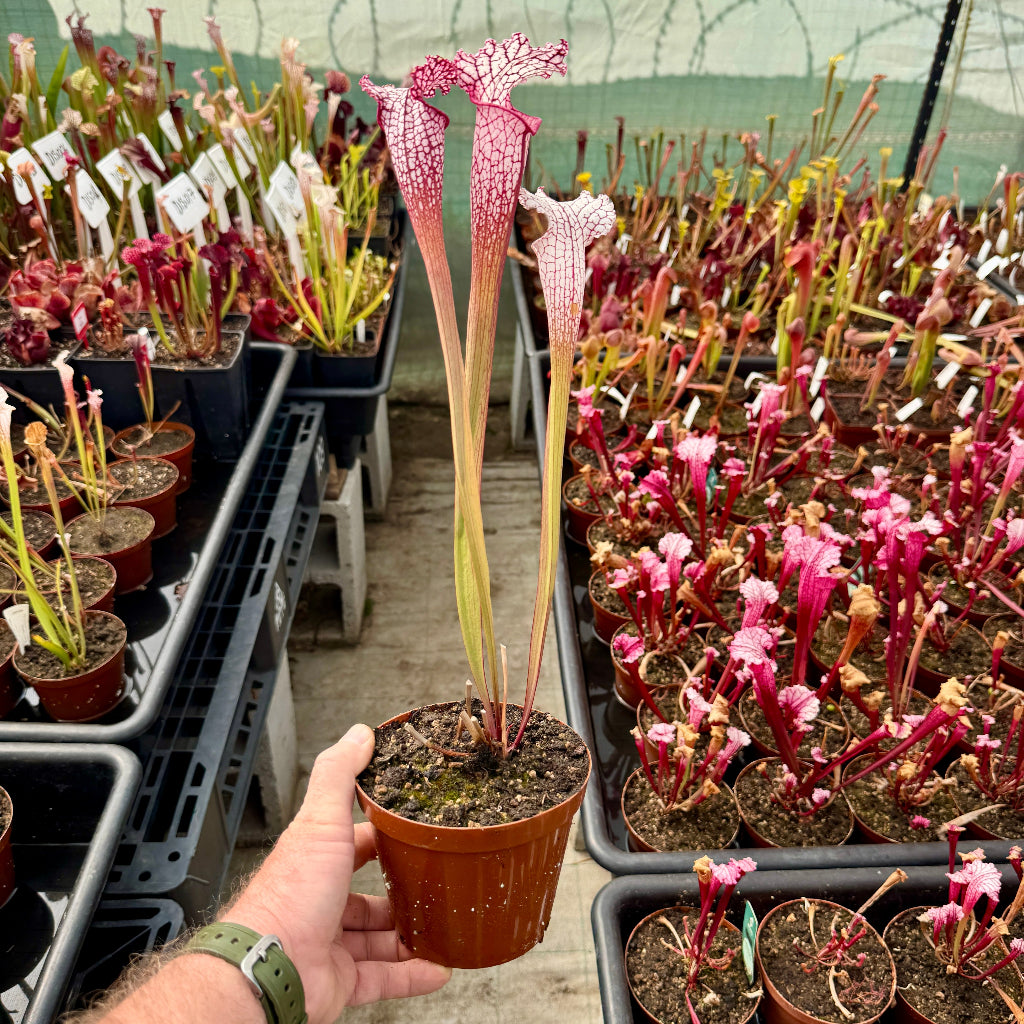 Hand holding a potted pitcher plant in a greenhouse with other plants in the background