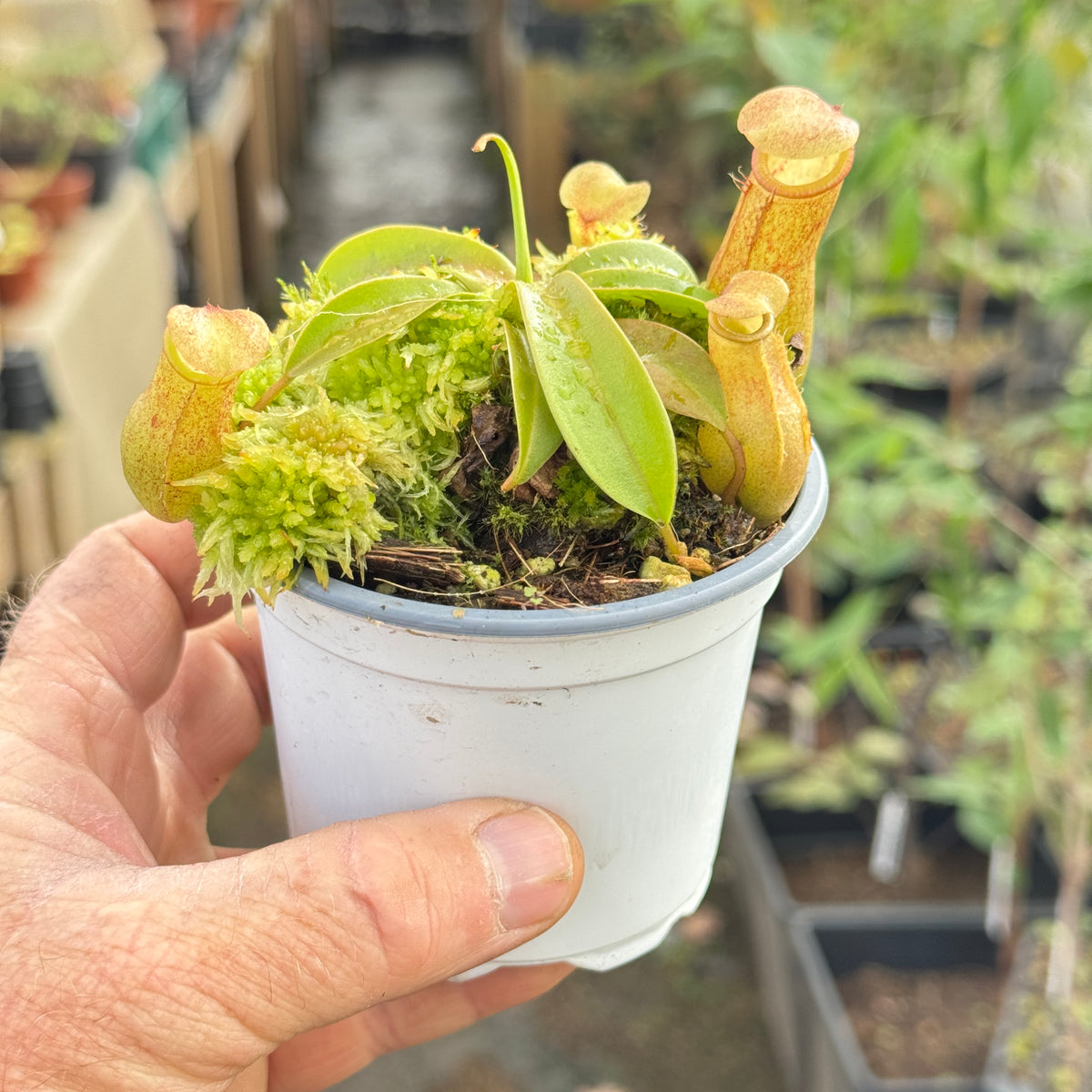 Tropical Pitcher, Nepenthes assorted seed grown hybrids by Nepenthes