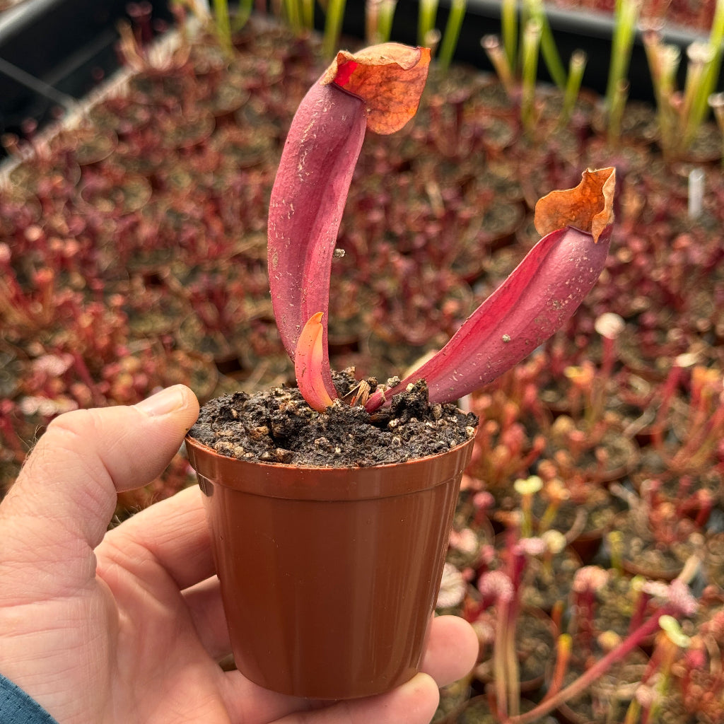 Small potted carnivorous plant with a unique leaf structure held by a hand.
