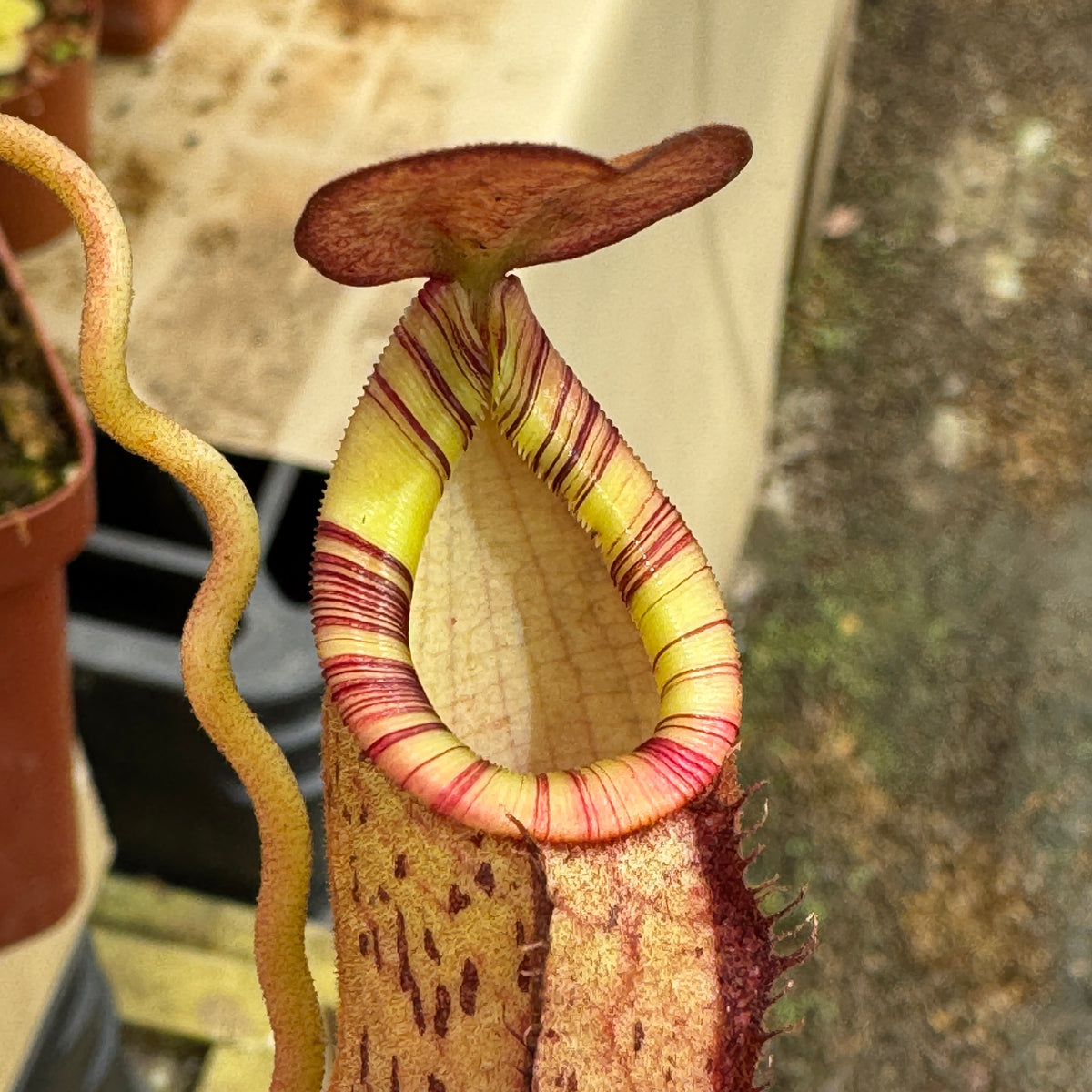 Tropical Pitcher, Nepenthes 'spectabilis x mirabilis var globosa', BE-3909 by Nepenthes