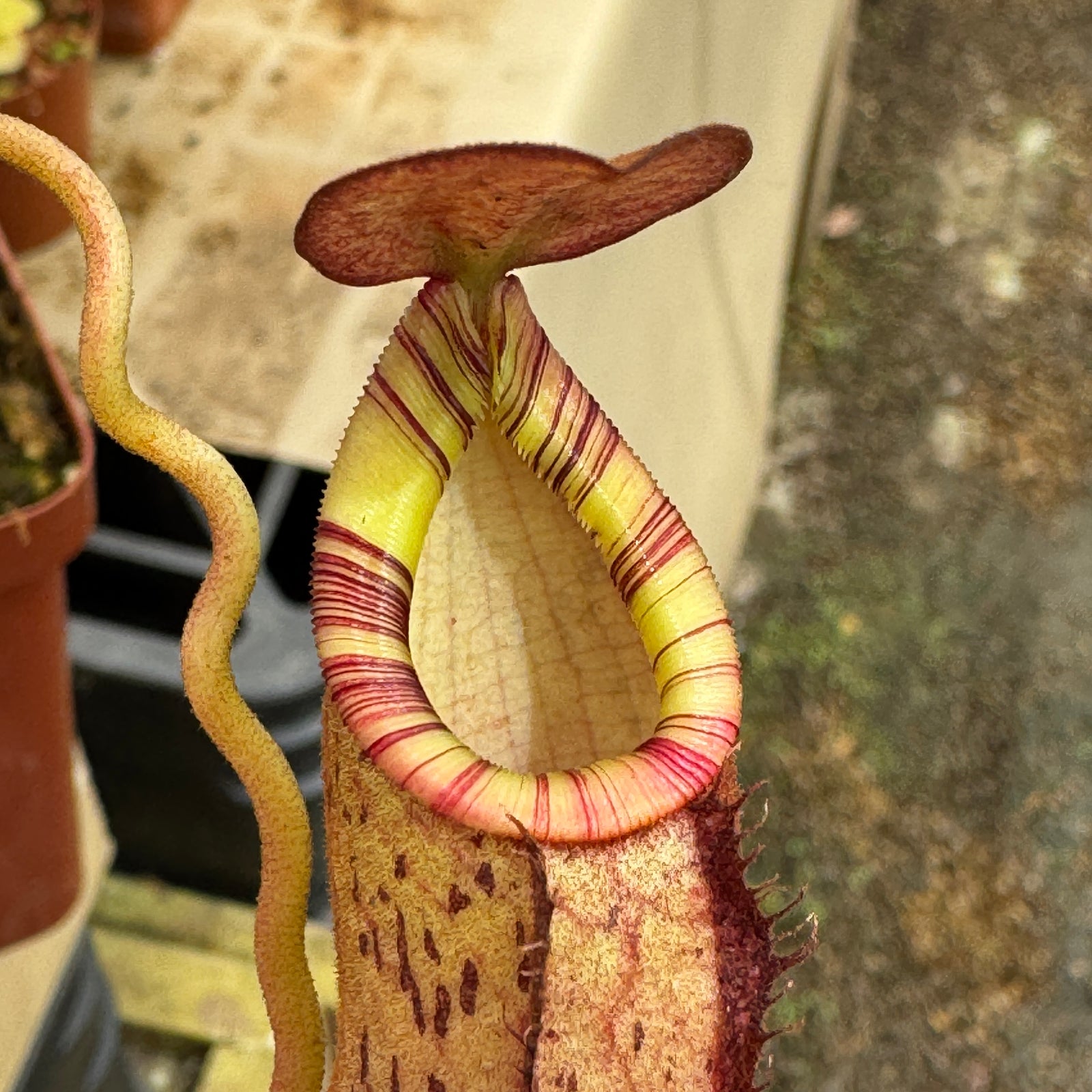 Tropical Pitcher, Nepenthes 'spectabilis x mirabilis var globosa', BE-3909 by Nepenthes