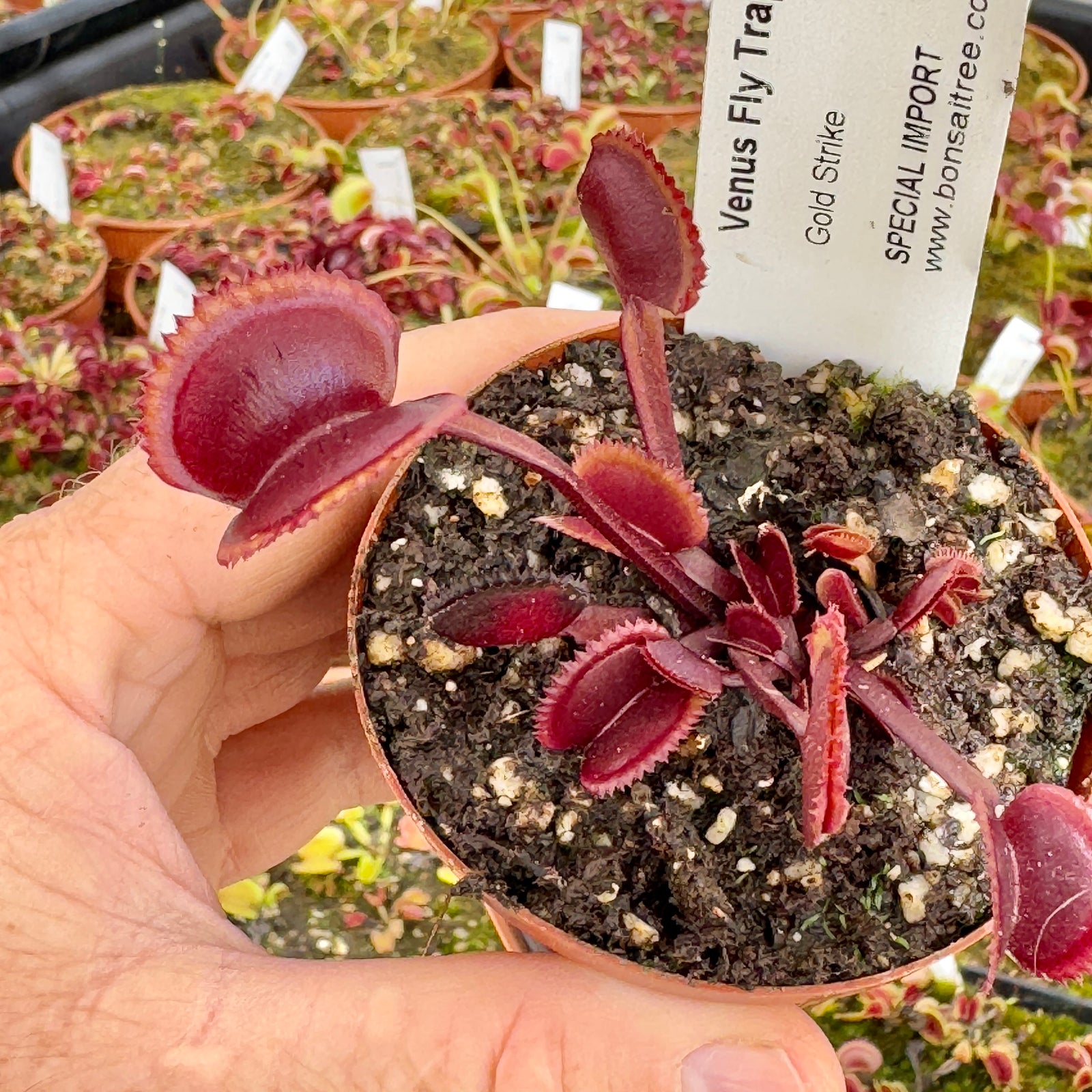 Venus Fly Trap, 'Gold Strike.' Special Import. - - Carnivorous Plant