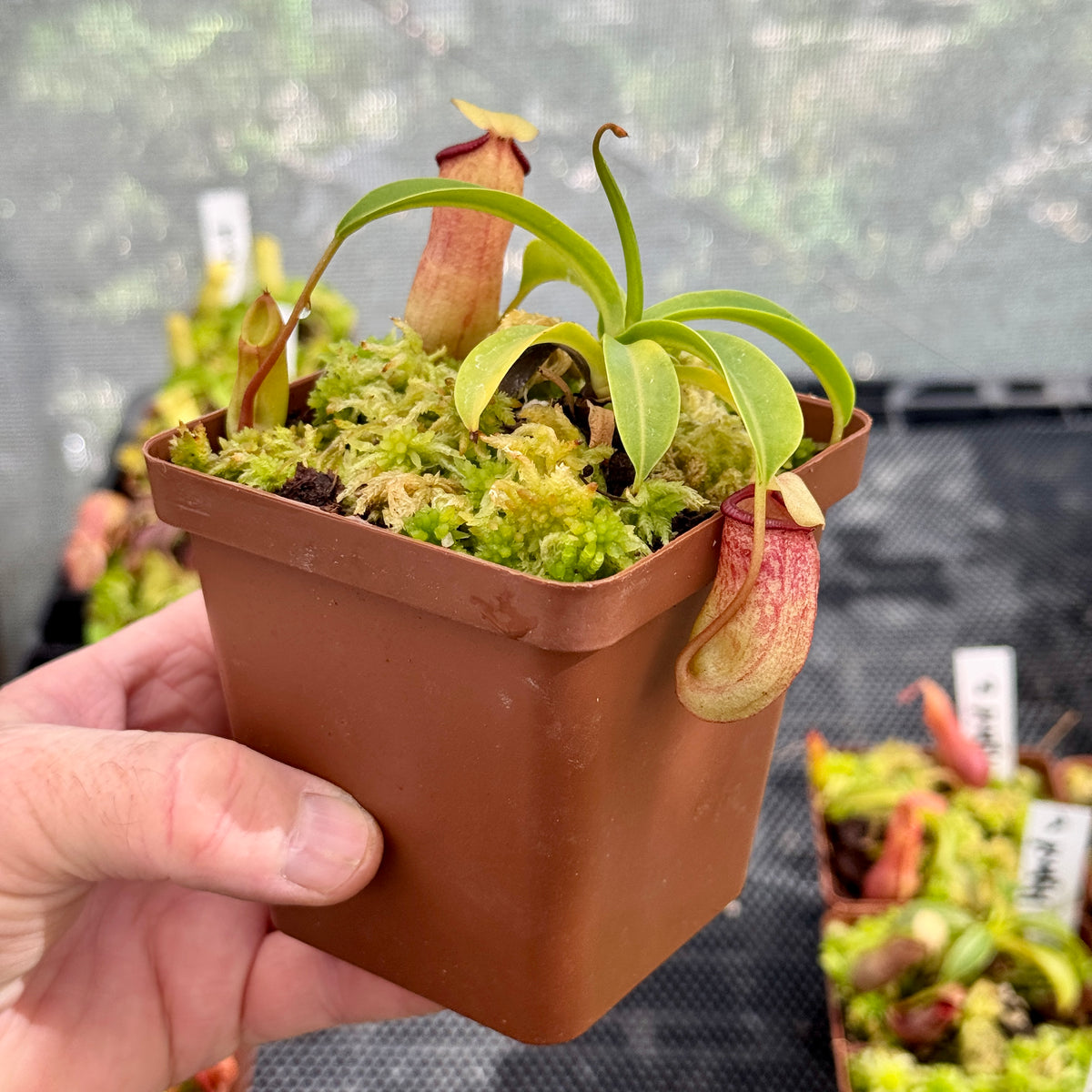 Tropical Pitcher, Nepenthes Mixed Hybrids by Nepenthes
