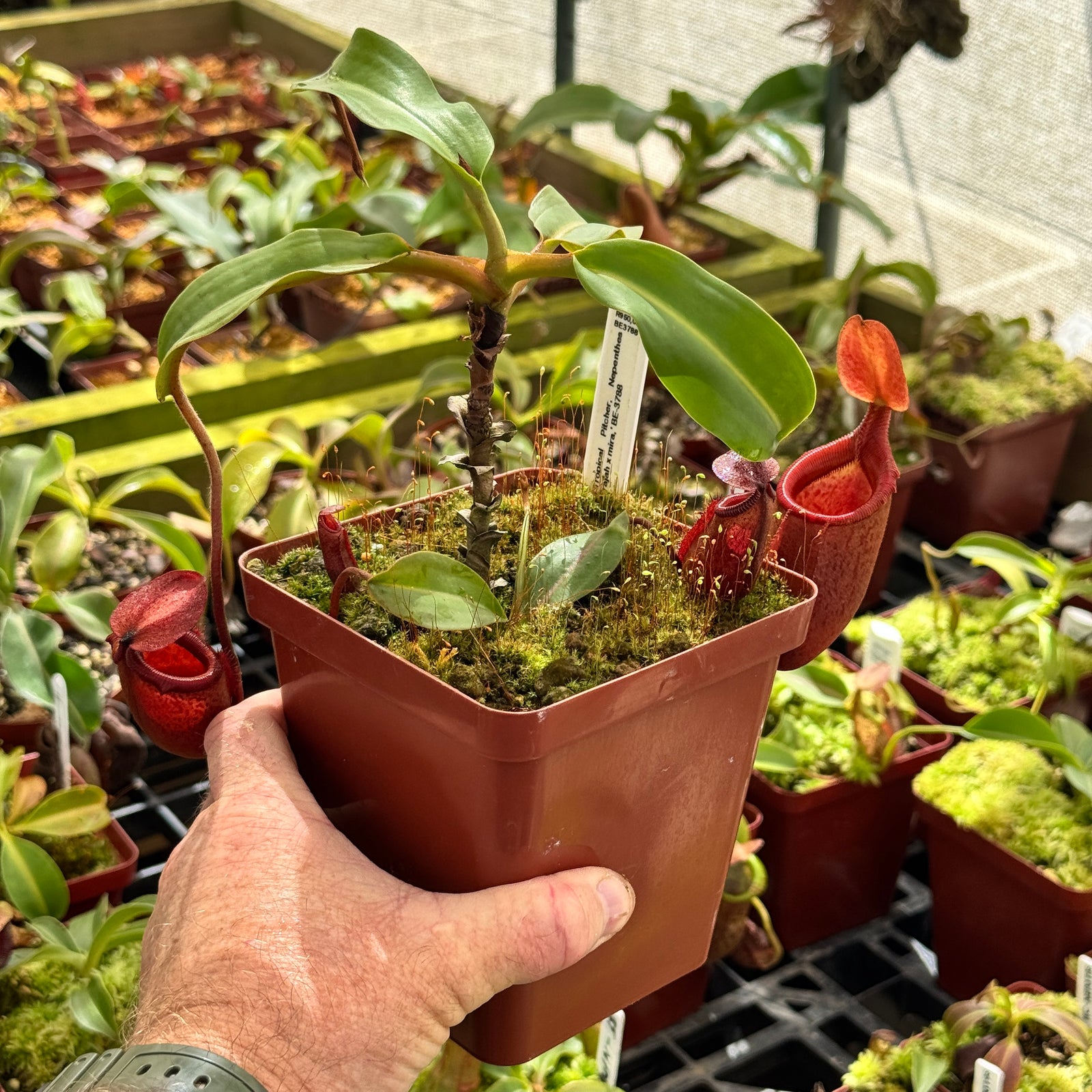 Tropical Pitcher, Nepenthes 'rajah x mira,' BE-3788 by Nepenthes