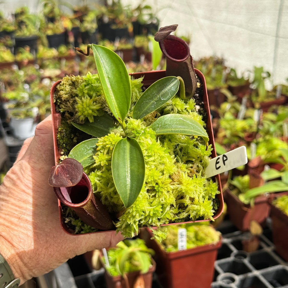 Tropical Pitcher, Nepenthes 'Lowii x Campanulata Red.' by Nepenthes