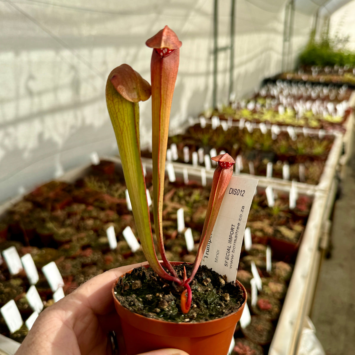 Trumpet Pitcher, Sarracenia 'Minor.' Special Import. by Sarracenia