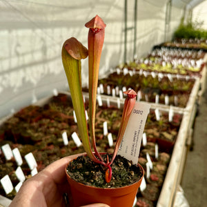 Trumpet Pitcher, Sarracenia 'Minor.' Special Import. -  Small to Medium plant. 7.5cm plastic container. - Carnivorous Plant