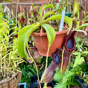 Tropical Pitcher, Nepenthes 'Bongso' -  Older plant in 21cm hanging basket - Carnivorous Plant