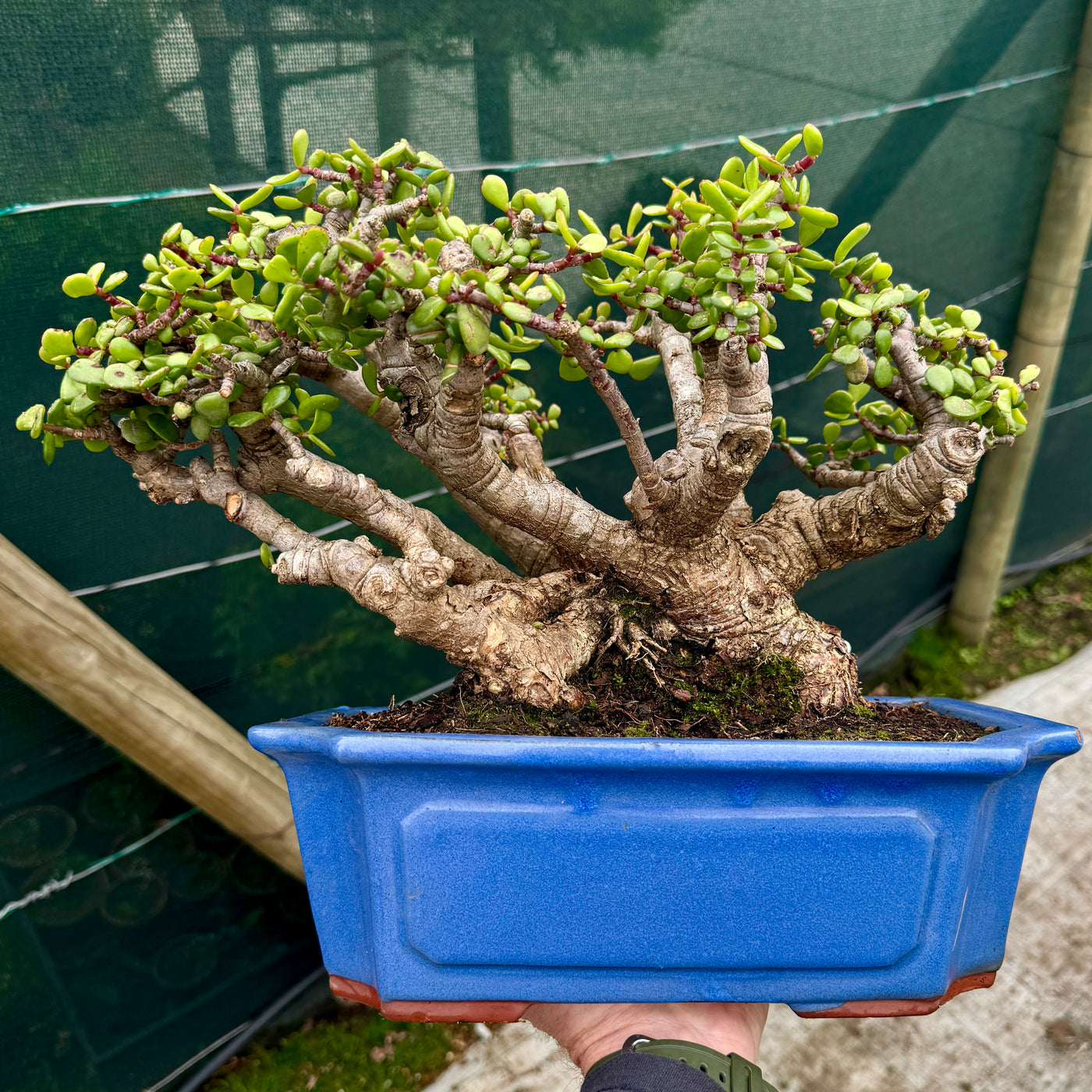 Portulacaria afra 