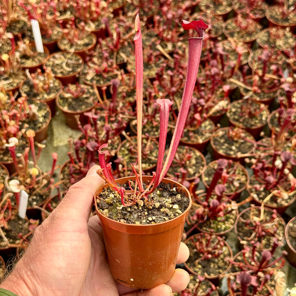 Trumpet Pitcher, Sarracenia flava var. atropurpurea F131D M. Srba x moorei “All Red Giant” #19 - Small to Medium plant. 7.5cm plastic container. - Carnivorous Plant