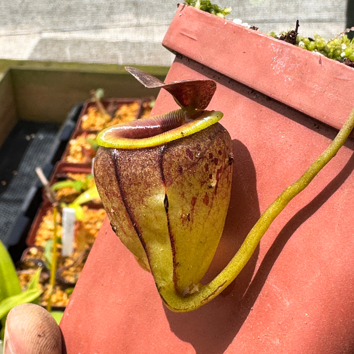 Tropical Pitcher, Nepenthes 'tenius,' seed grown by Nepenthes
