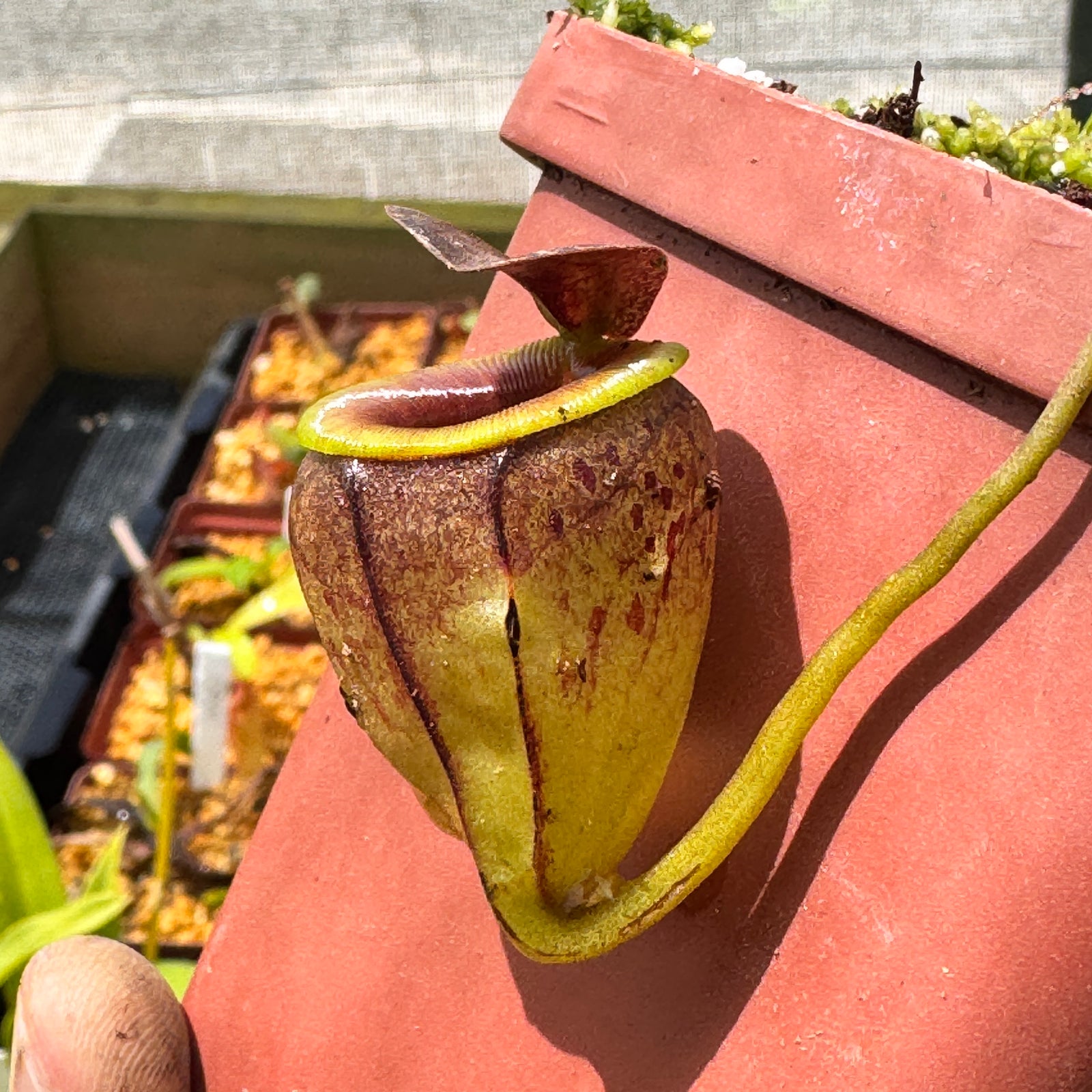 Tropical Pitcher, Nepenthes 'tenius,' seed grown by Nepenthes
