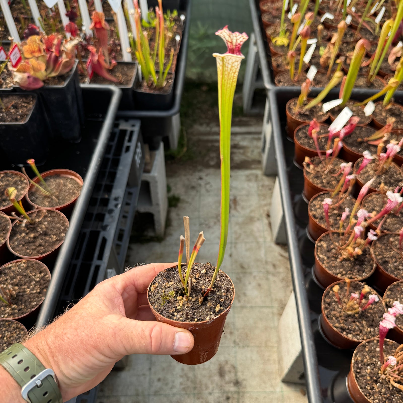Trumpet Pitcher, Sarracenia 'Sl61 Cedric x Leucophylla hybrid HA20A #1.' Special Import.
