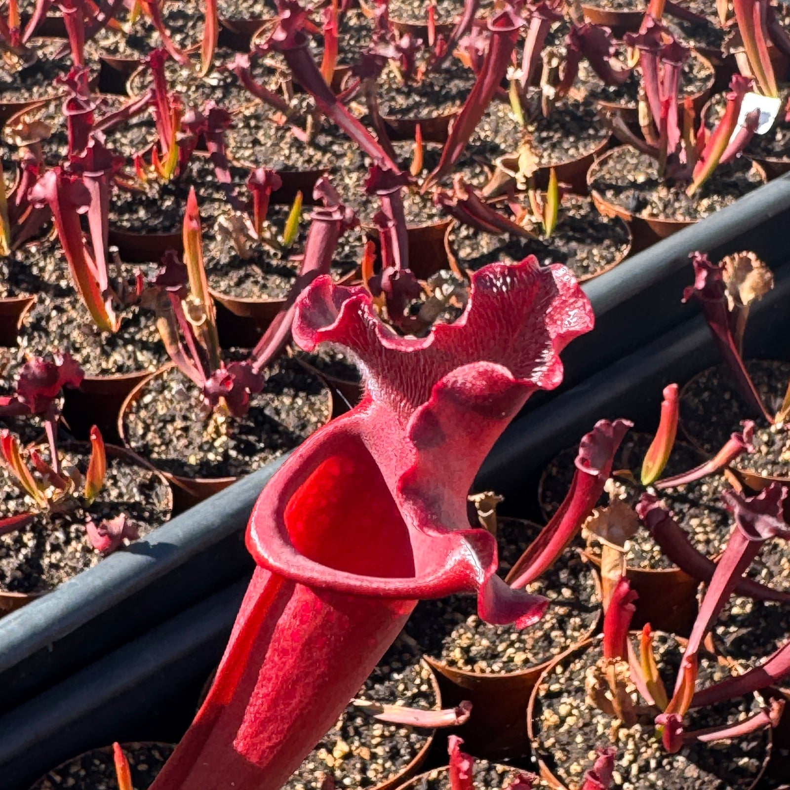 Trumpet Pitcher, Sarracenia 'Hybrid 01 x Camisole #2.' Special Import.
