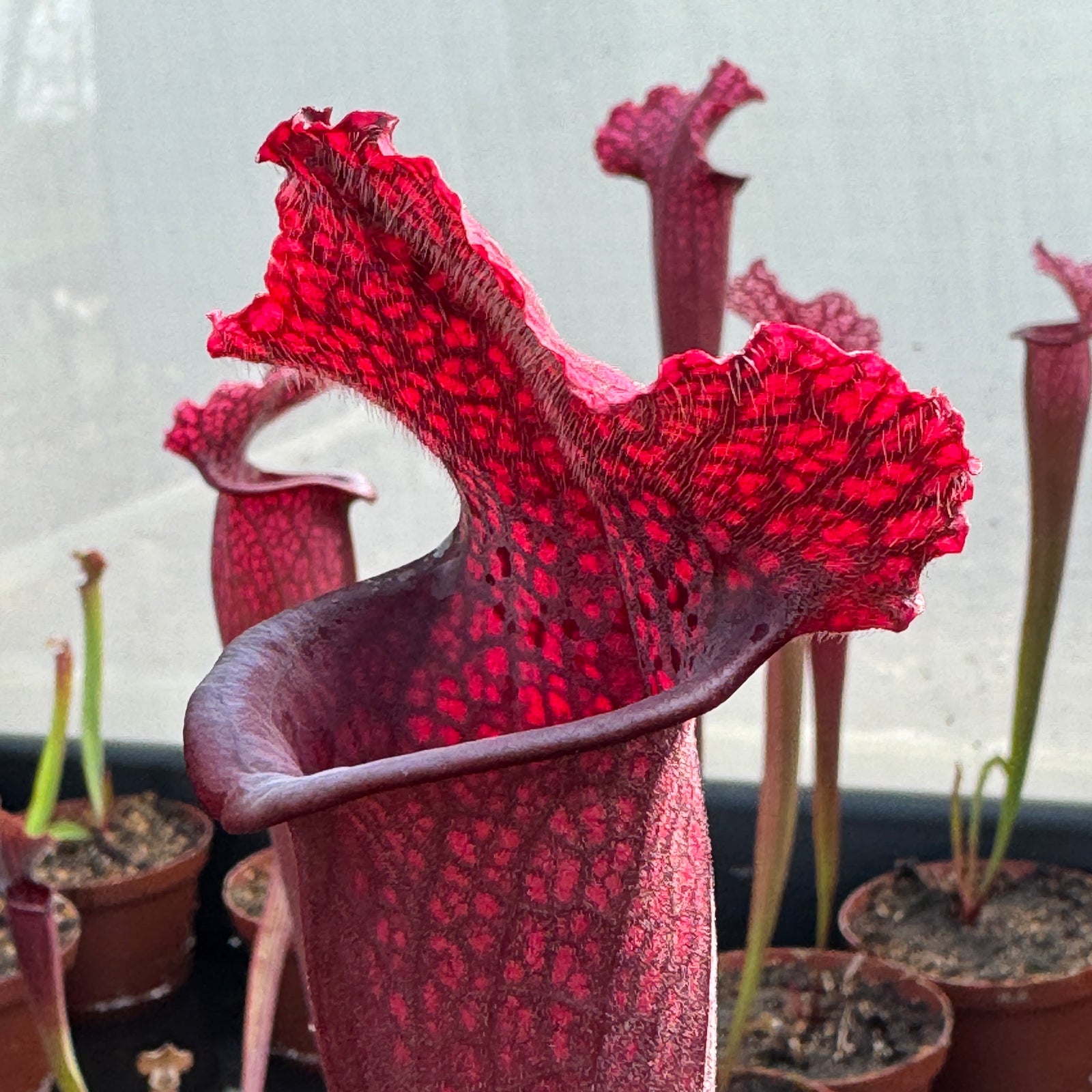 Trumpet Pitcher, Sarracenia 'Thomas' - - Carnivorous Plant