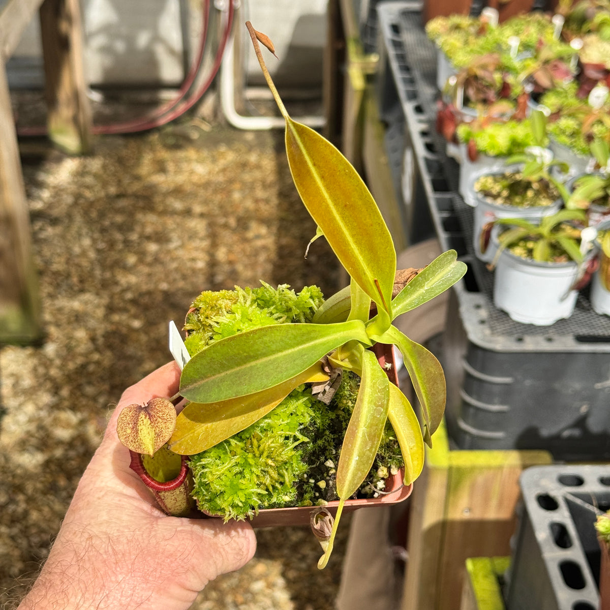 Tropical Pitcher, Nepenthes 'Miranda' by Nepenthes