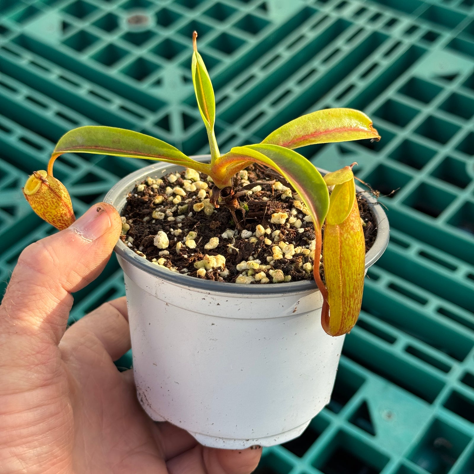 Tropical Pitcher, Nepenthes 'jamban x dubia x maxima,' hybrid #4 - - Carnivorous Plant