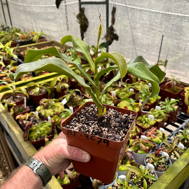 Tropical Pitcher, Nepenthes 'Lady Pauline', BE-3679 by Nepenthes