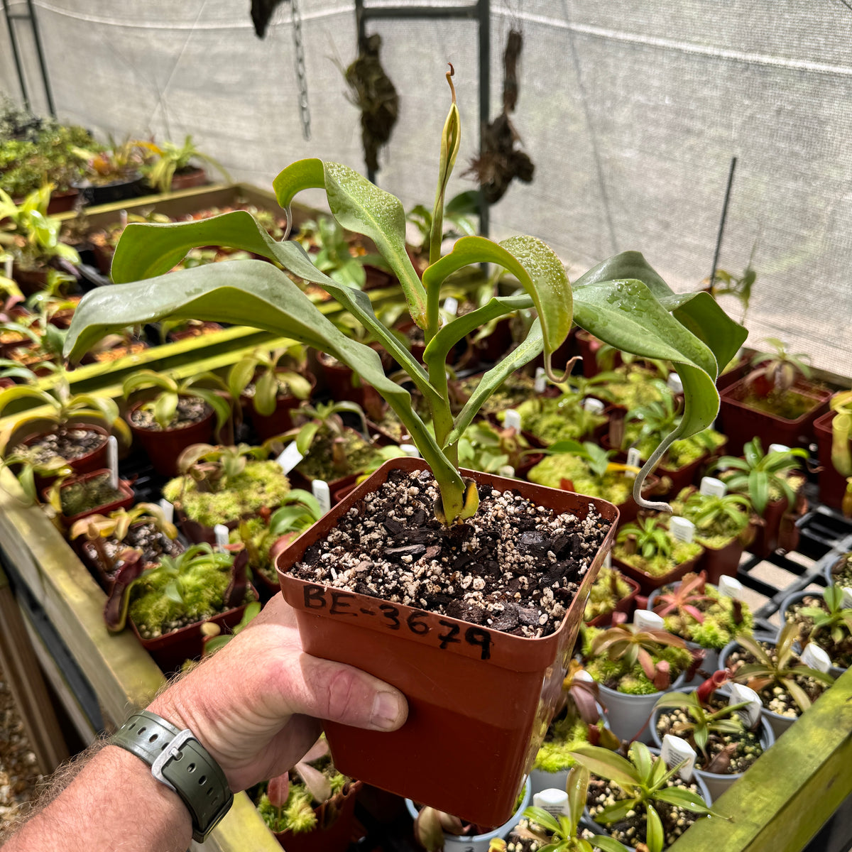 Tropical Pitcher, Nepenthes 'Lady Pauline', BE-3679 by Nepenthes