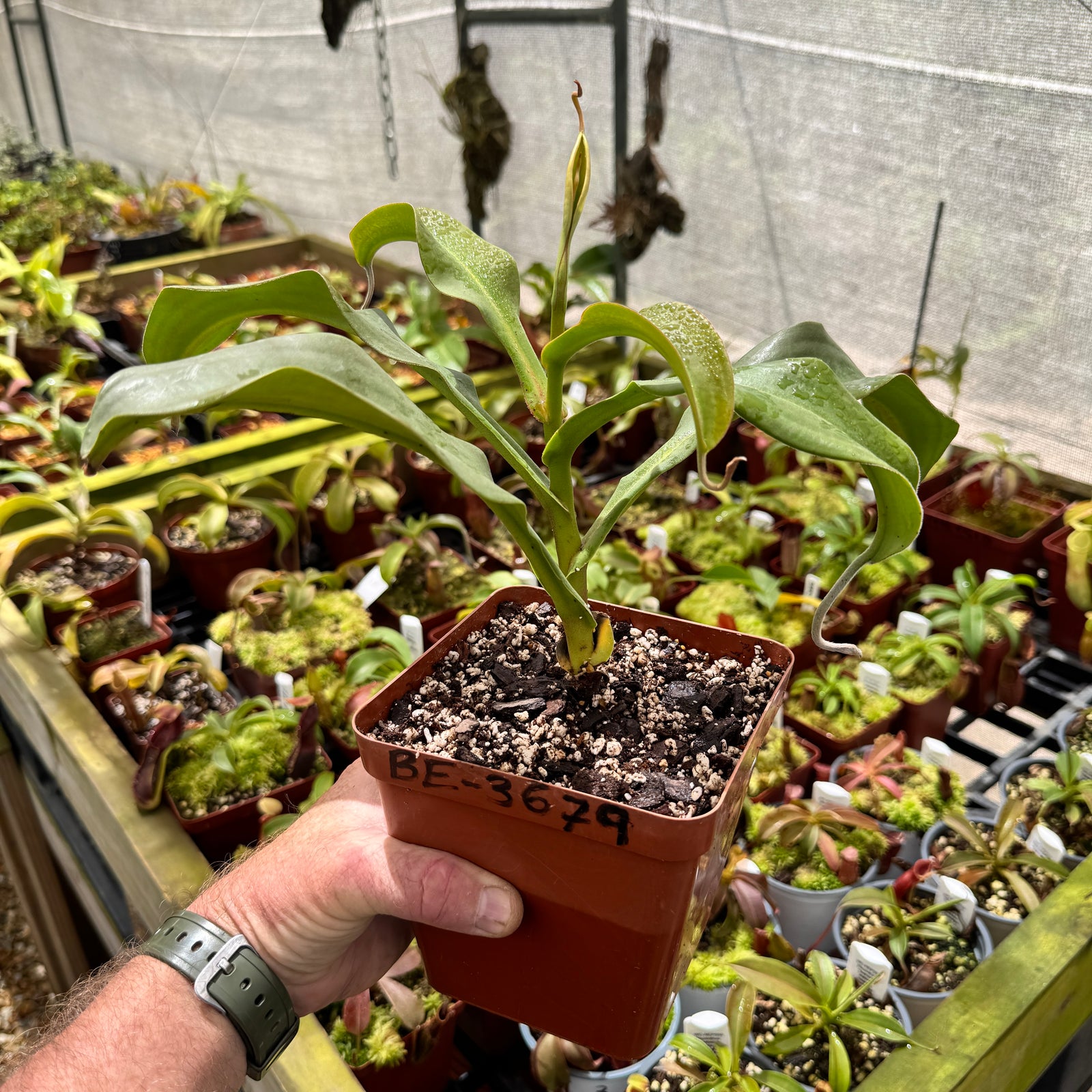 Tropical Pitcher, Nepenthes 'Lady Pauline', BE-3679 - Medium - Carnivorous Plant