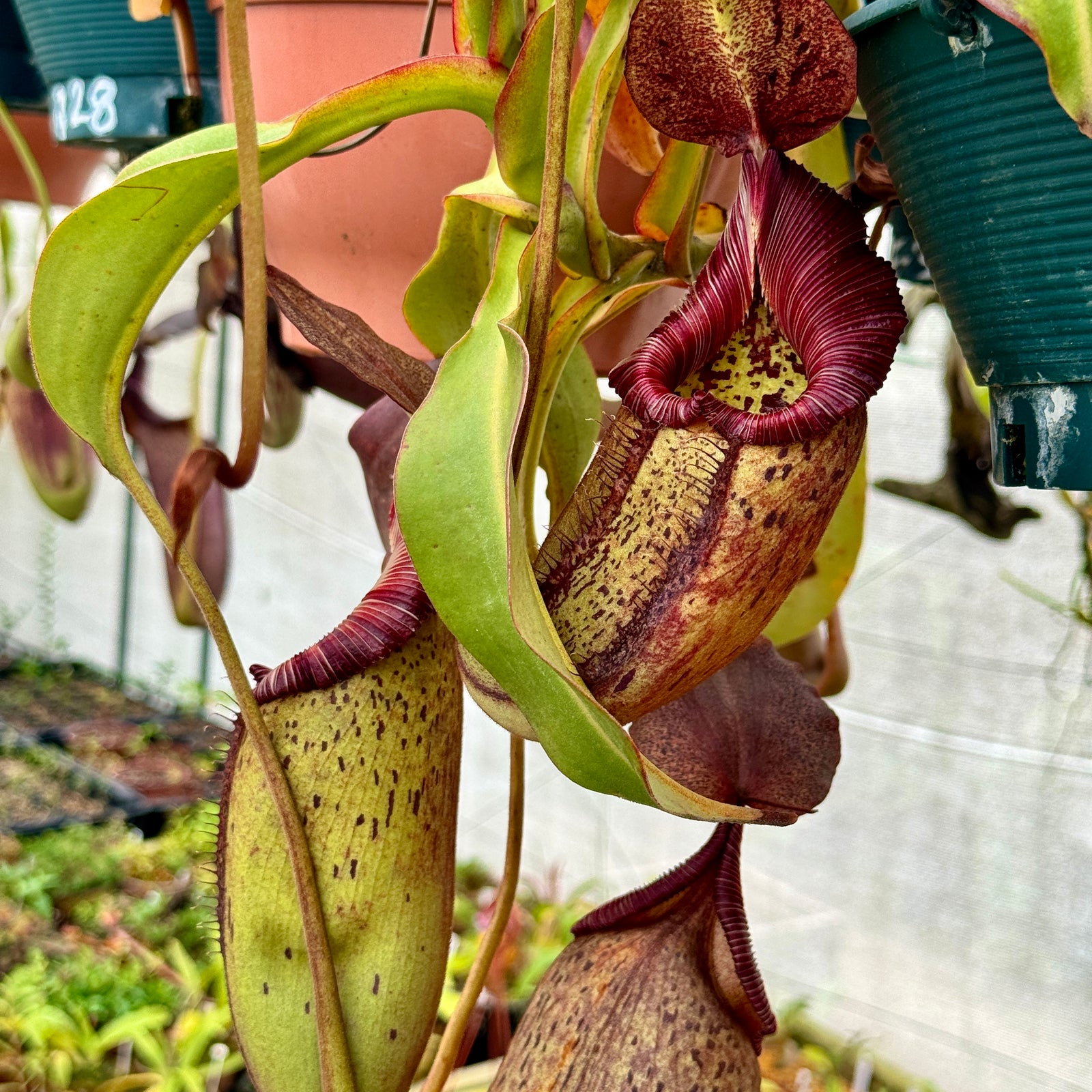 Tropical Pitcher, Nepenthes 'robcantleyi x (aristolochioides x spectabilis)' BE-3966 by Nepenthes
