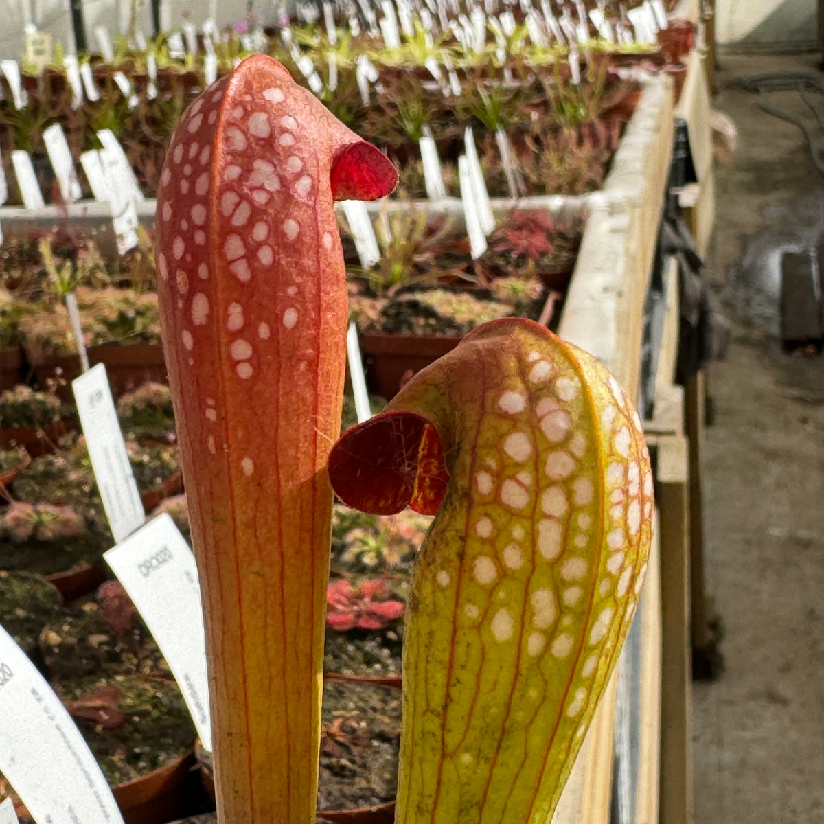 Trumpet Pitcher, Sarracenia 'Minor.' Special Import. -   - Carnivorous Plant