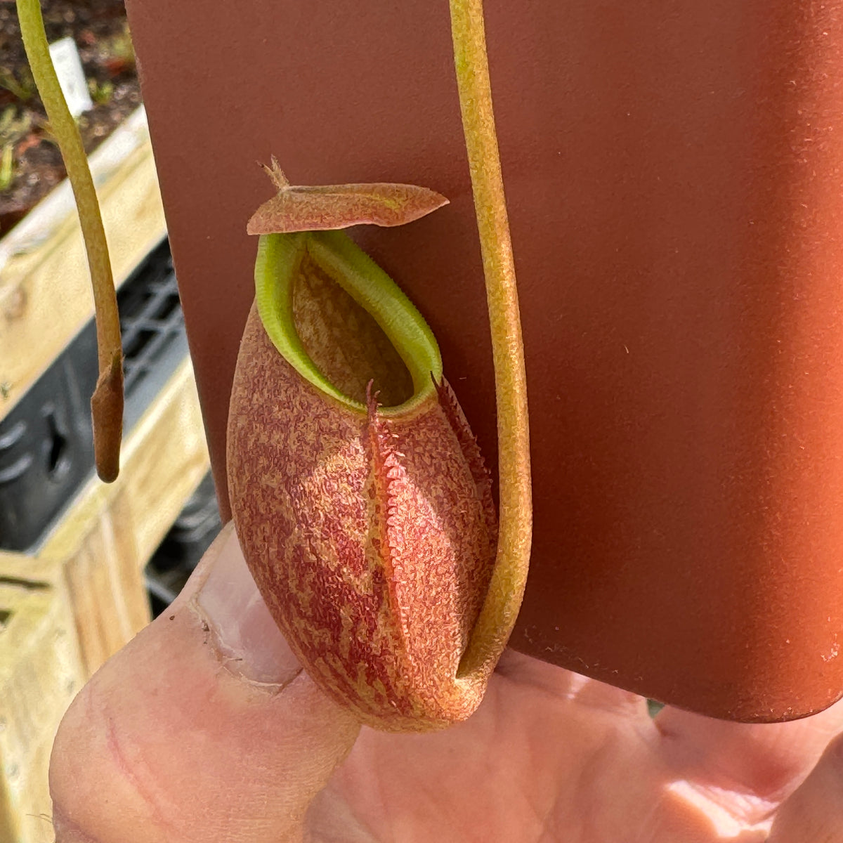 Tropical Pitcher, Nepenthes 'spathulata x glabrata,' BE-3790 - - Carnivorous Plant