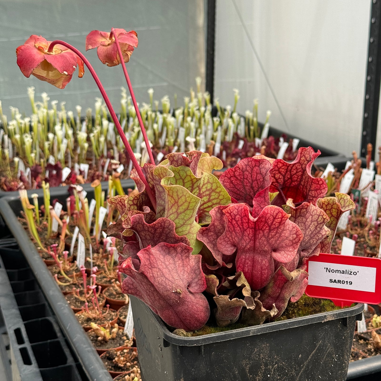Trumpet Pitcher, Sarracenia 'Nomalizo' -   - Carnivorous Plant