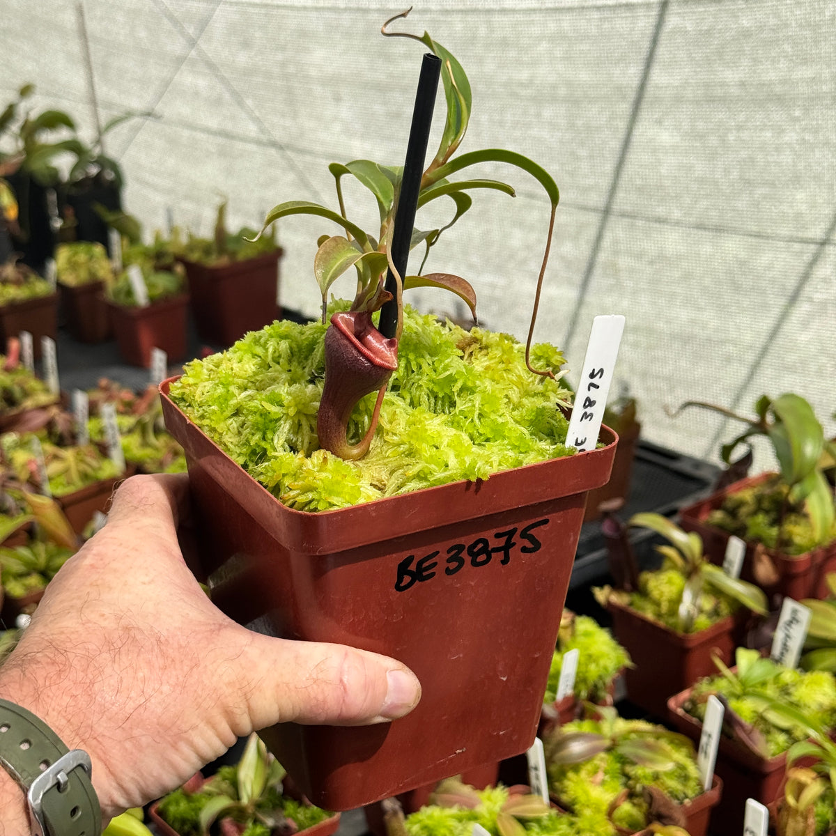 Tropical Pitcher, Nepenthes 'Jamban' by Nepenthes