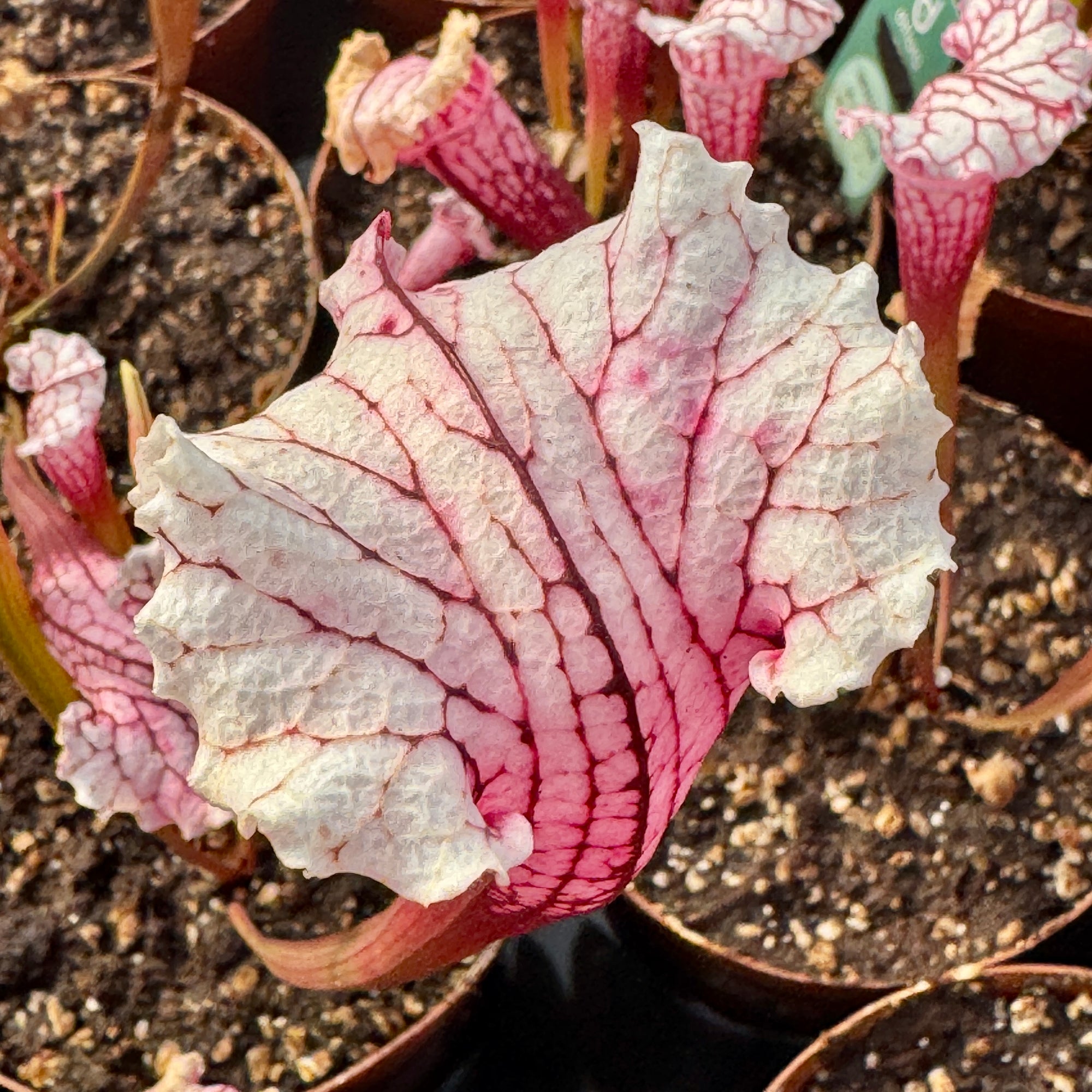 Trumpet Pitcher, Sarracenia 'Leucophylla L18MK x Pink Thing #8.' Special Import.