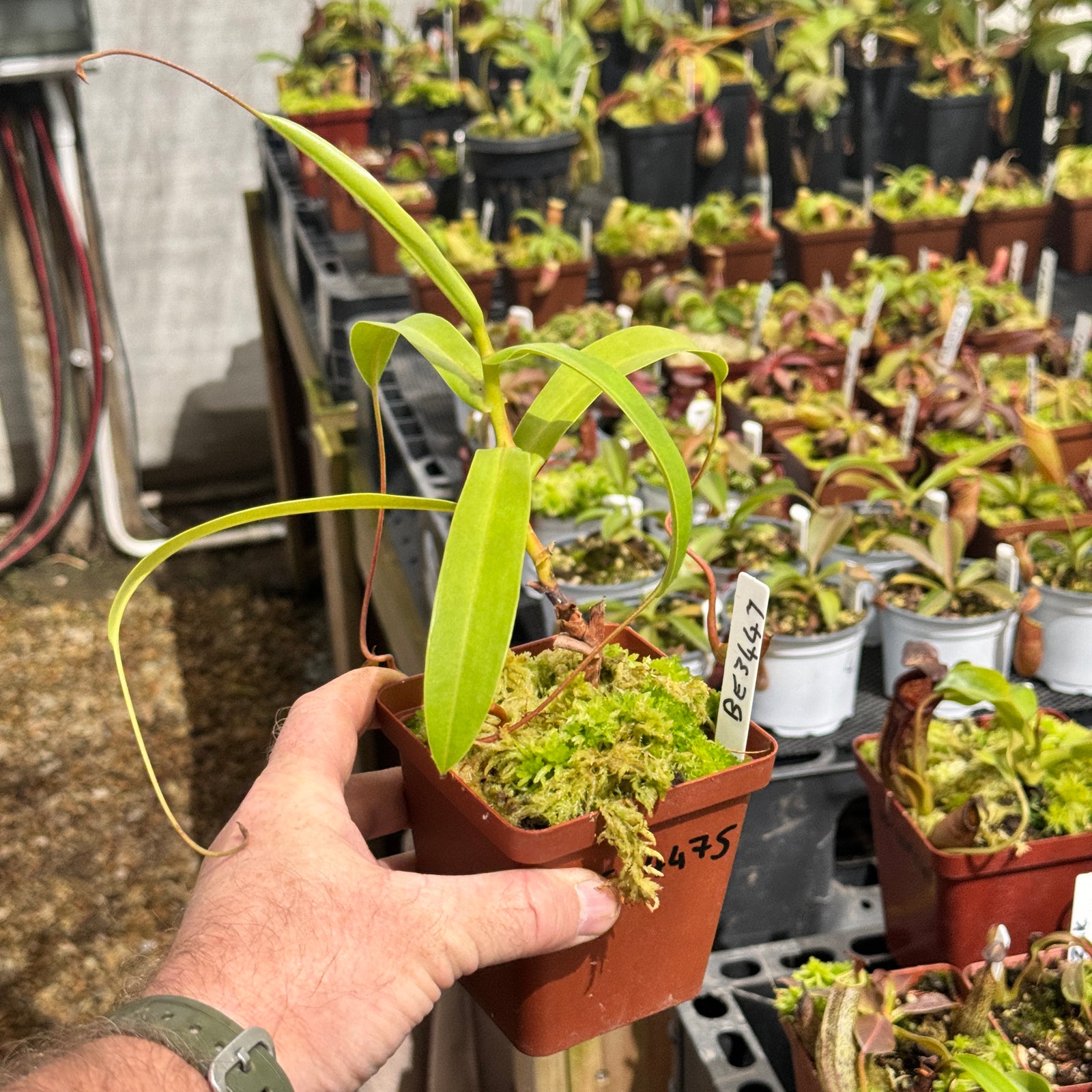 Tropical Pitcher, Nepenthes 'aristolochioides x ventricosa,' BE-3447 by Nepenthes