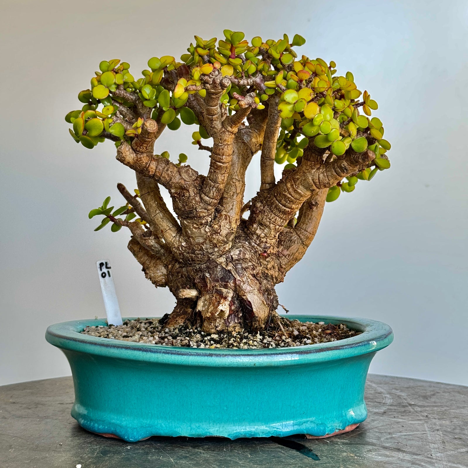 Portulacaria afra "Spekboom" - PL01, 250mm(L) x 240mm(D) x 280mm(H) - Trees