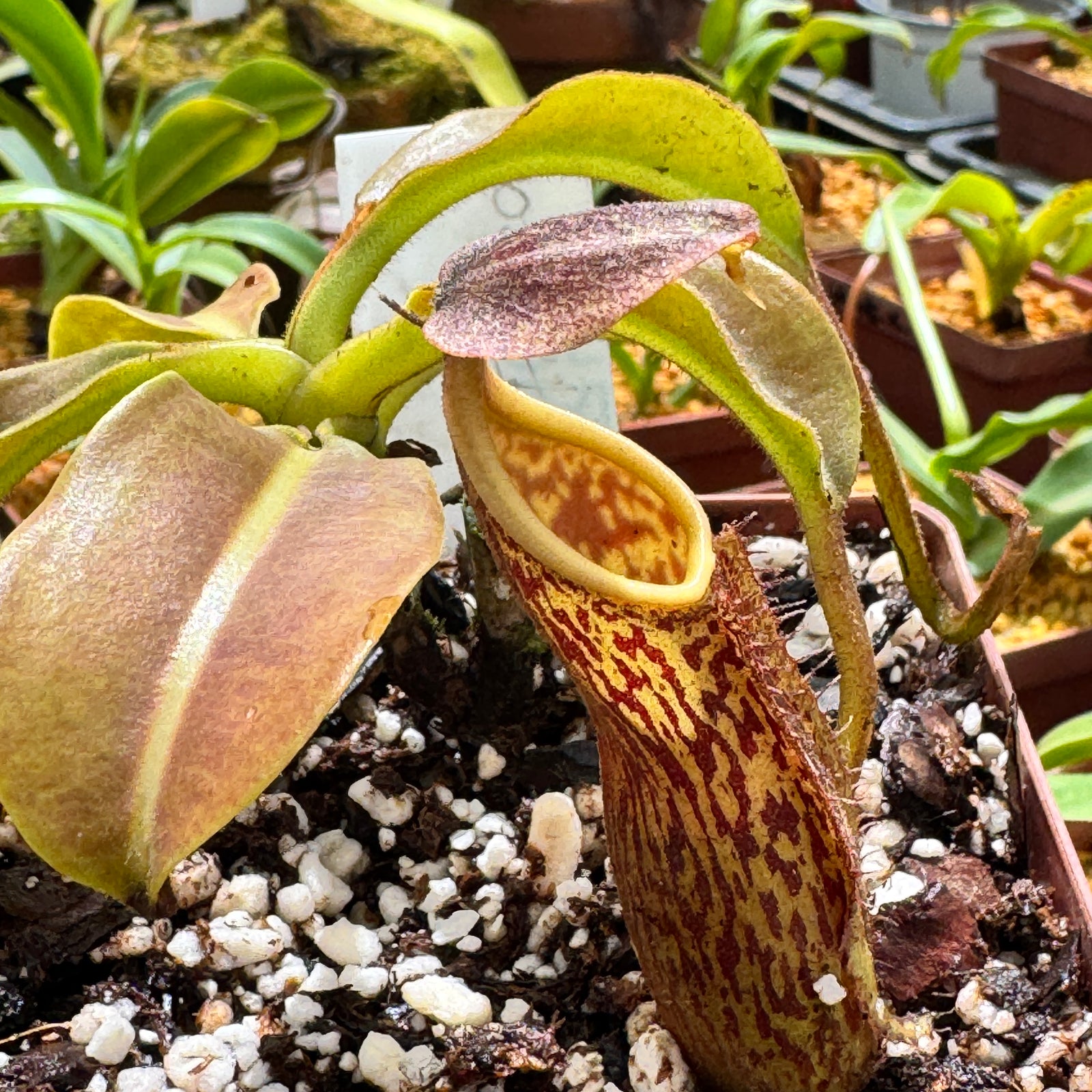 Tropical Pitcher, Nepenthes 'fusca' by Nepenthes