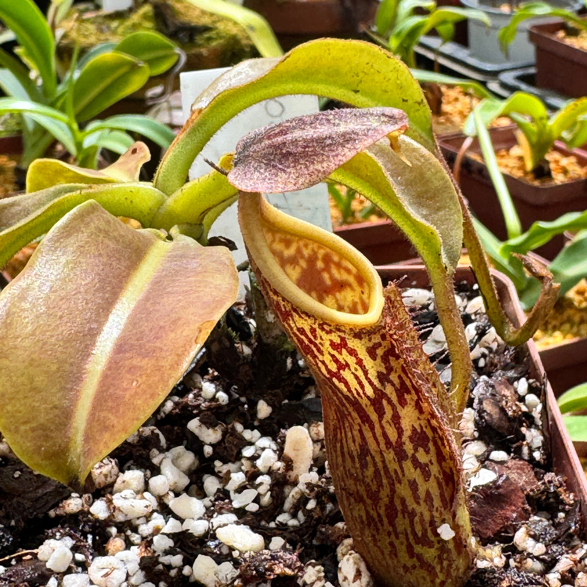 Tropical Pitcher, Nepenthes 'fusca' - Bonsai Tree (Pty) Ltd.