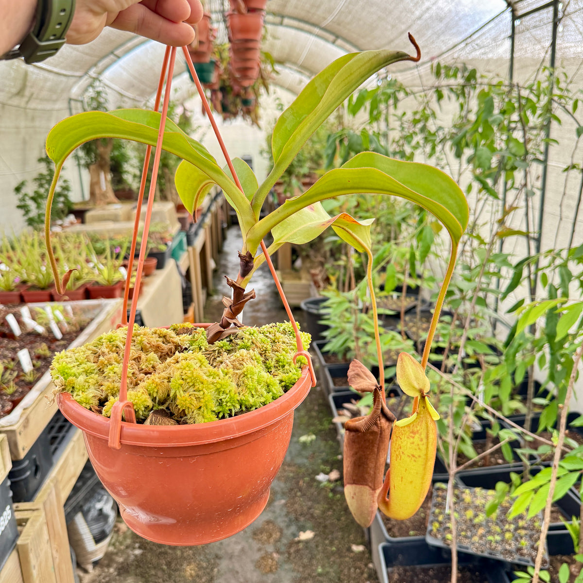 Tropical Pitcher, Nepenthes 'veitchii x lowii x mira,' BE-3910 by Nepenthes