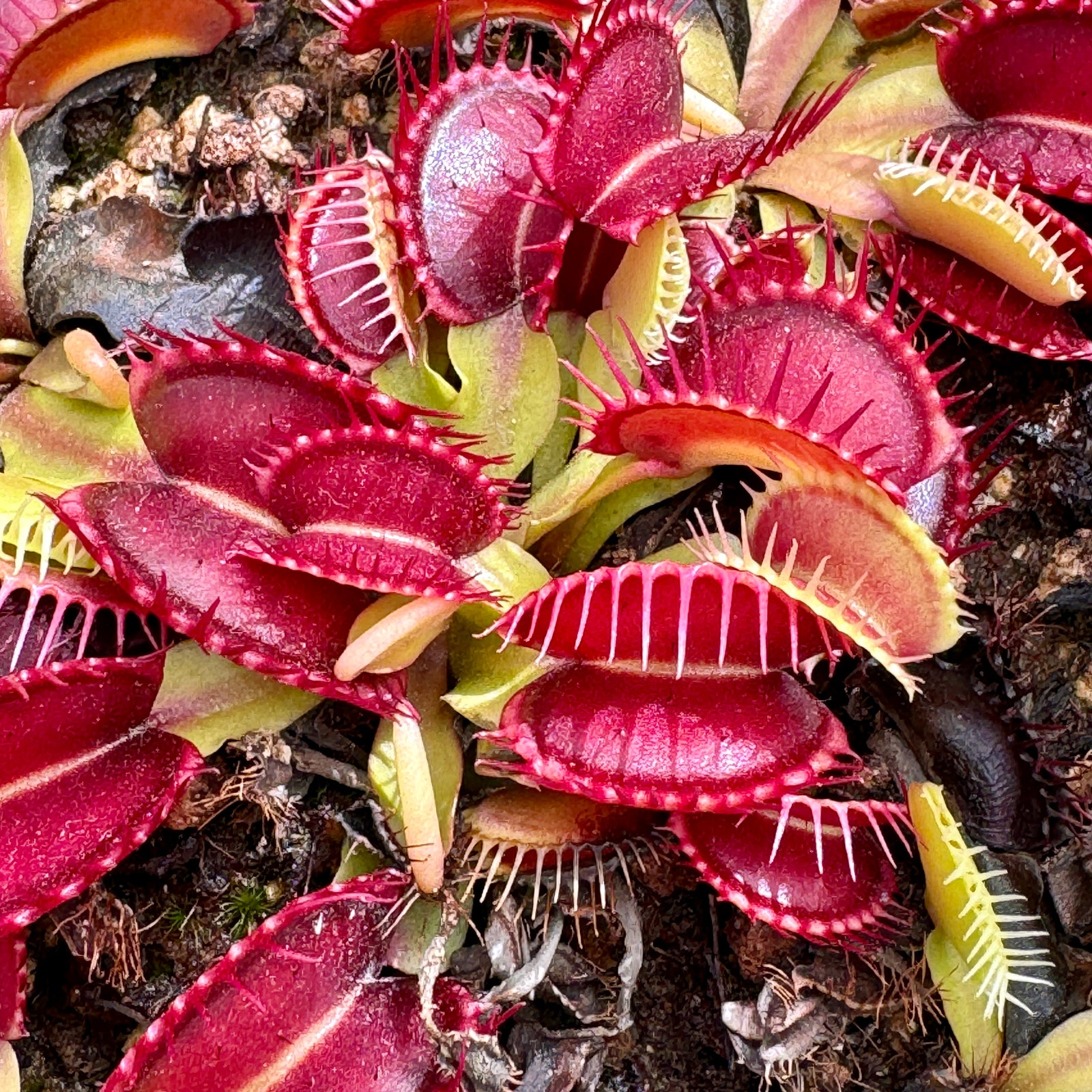 Venus Fly Trap, 'Quasar.' Special Import. -   - Carnivorous Plant