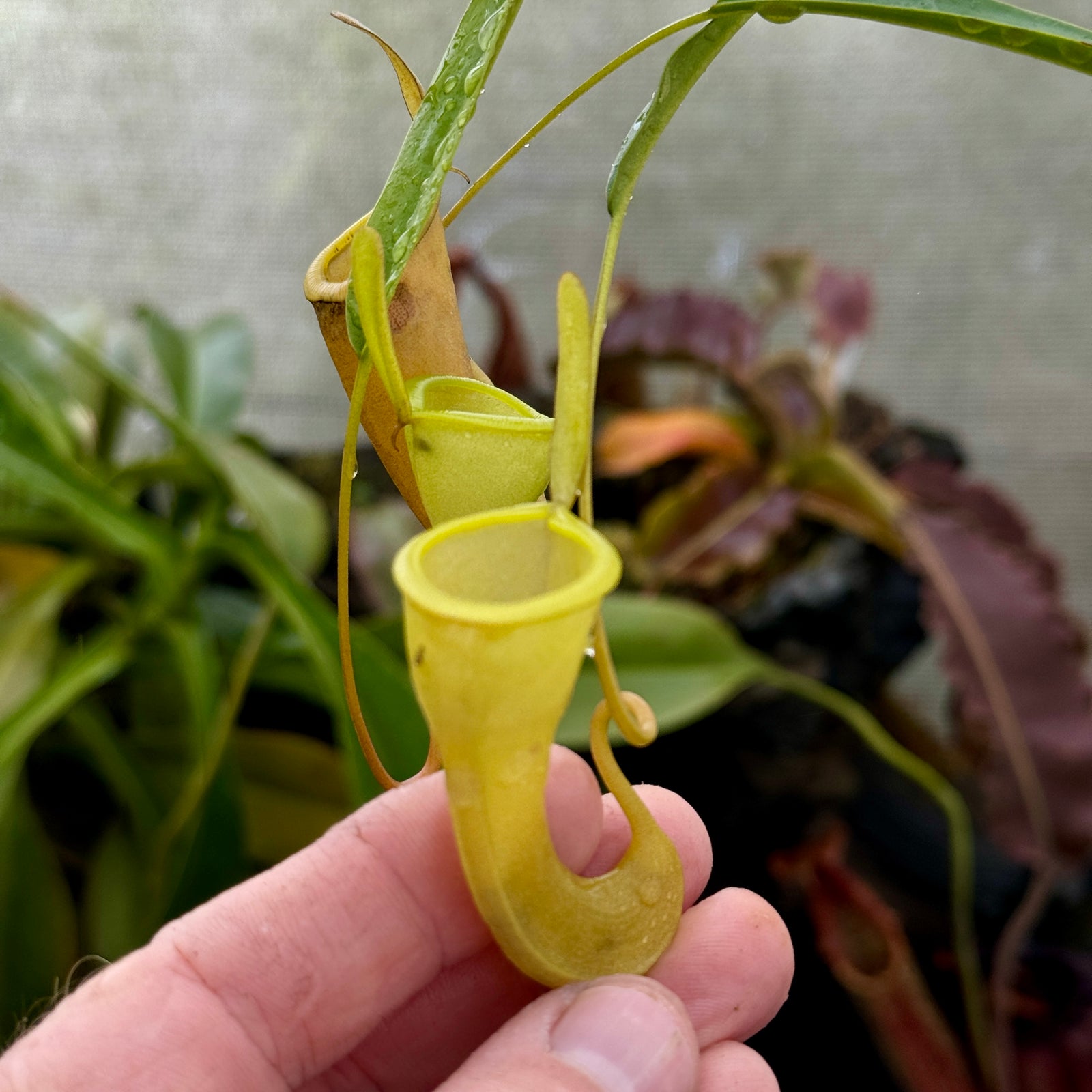 Tropical Pitcher, Nepenthes 'jamban x dubia’ by Nepenthes