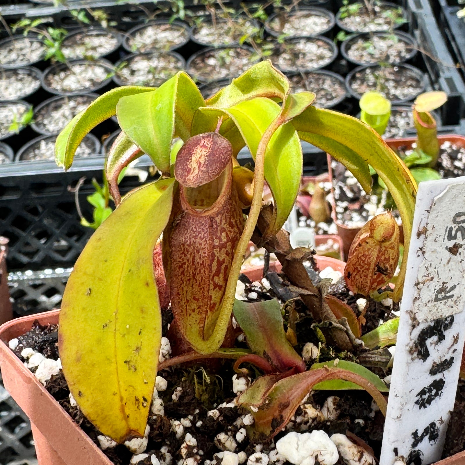 Nepenthes gymnamphora, BE-4059 by Nepenthes