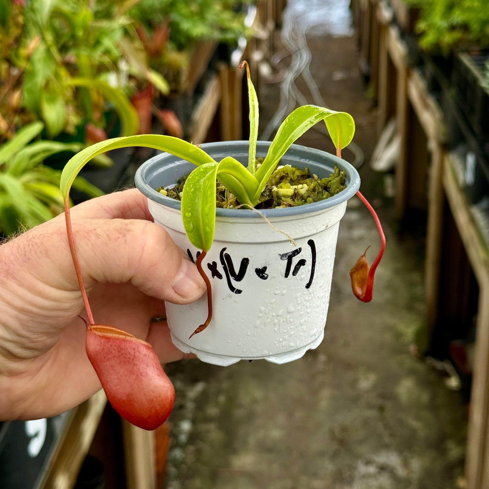 Tropical Pitcher, Nepenthes 'ventricosa x (ventricosa x trusmadiensis)' - Small - Carnivorous Plant