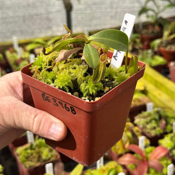 Tropical Pitcher, Nepenthes 'ampularia x fusca,' BE-3968 by Nepenthes