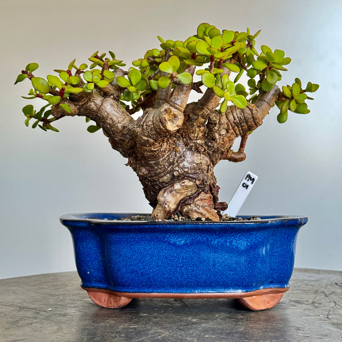 Portulacaria afra "Spekboom" - PM01, 260mm(L) x 180mm(D) x 230mm(H) - Trees