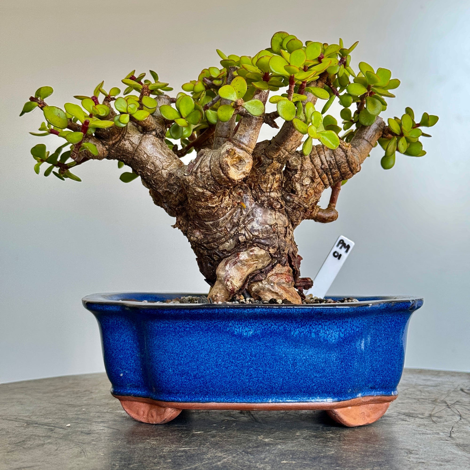 Portulacaria afra "Spekboom" - PM01, 260mm(L) x 180mm(D) x 230mm(H) - Trees