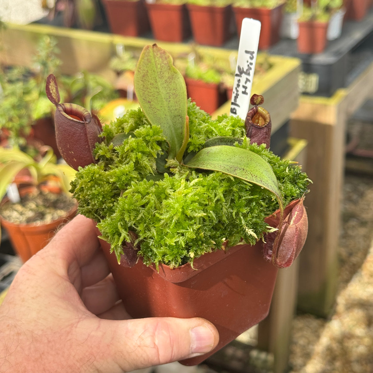 Tropical Pitcher, Nepenthes 'Black Miracle Hybrid' by Nepenthes