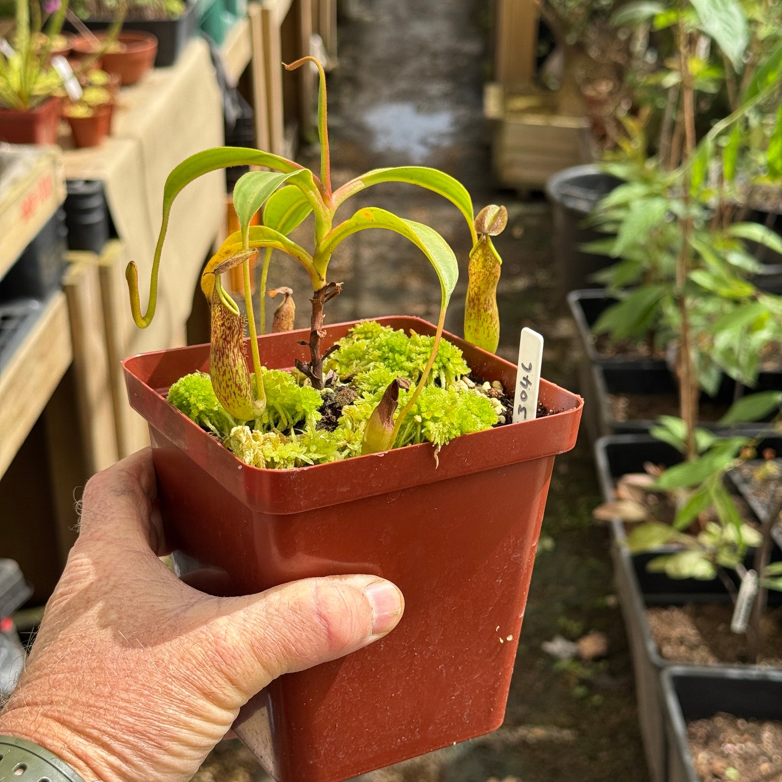 Tropical Pitcher, Nepenthes 'copelandii,' BE-3046 by Nepenthes