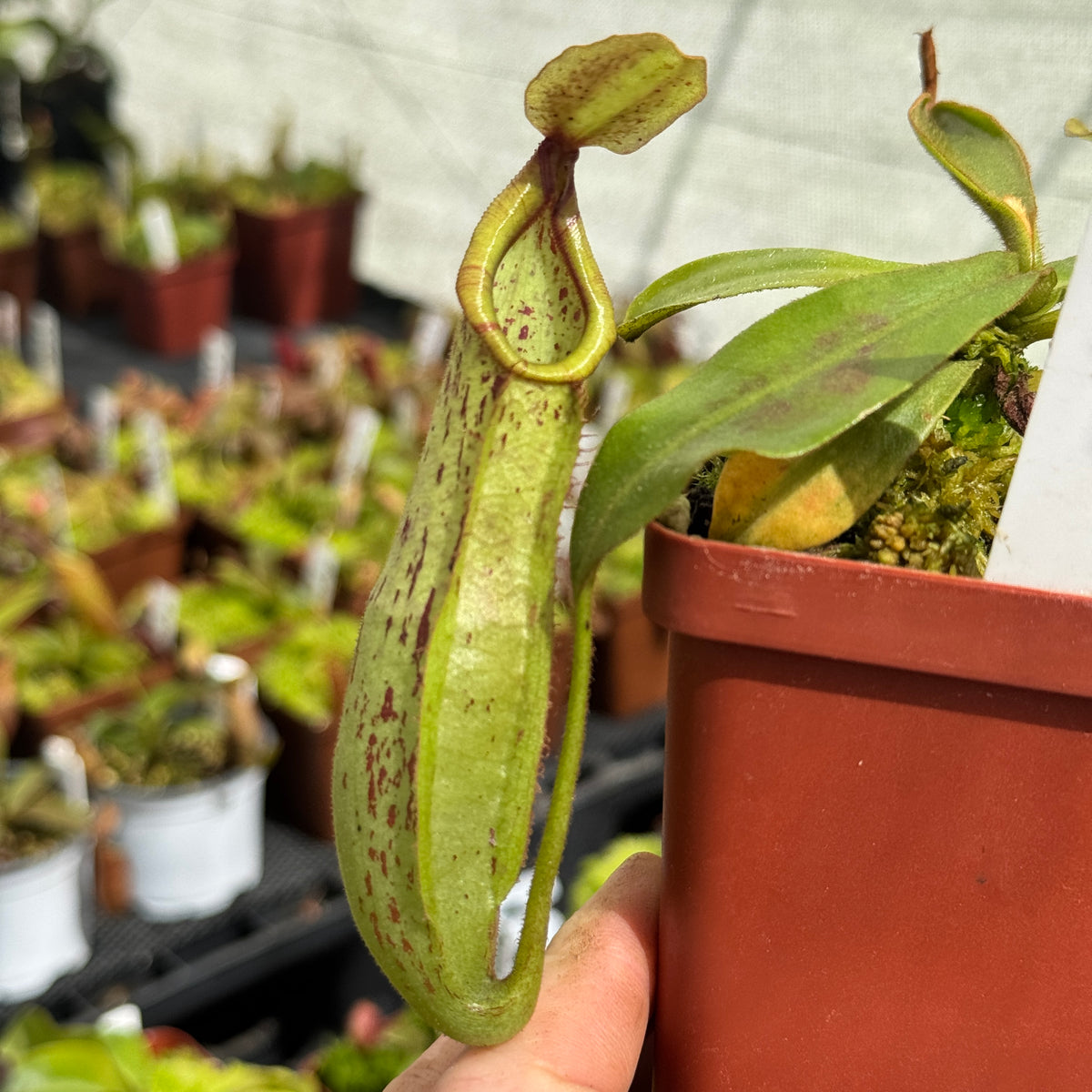 Tropical Pitcher, Nepenthes 'Mojito' by Nepenthes