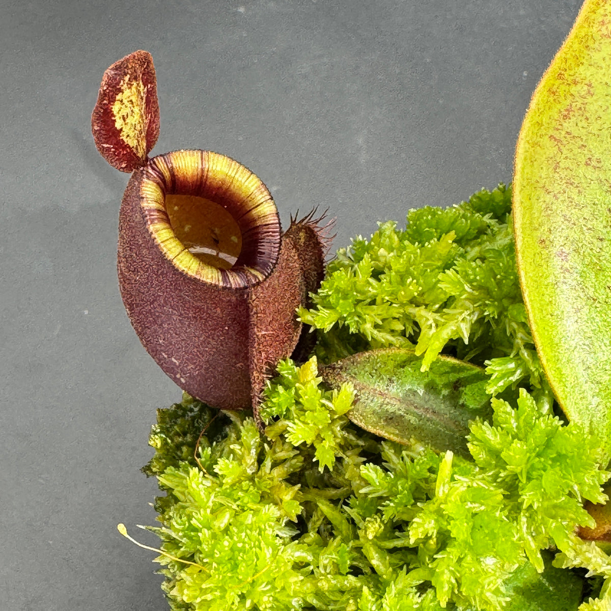 Tropical Pitcher, Nepenthes 'Black Miracle Hybrid' by Nepenthes