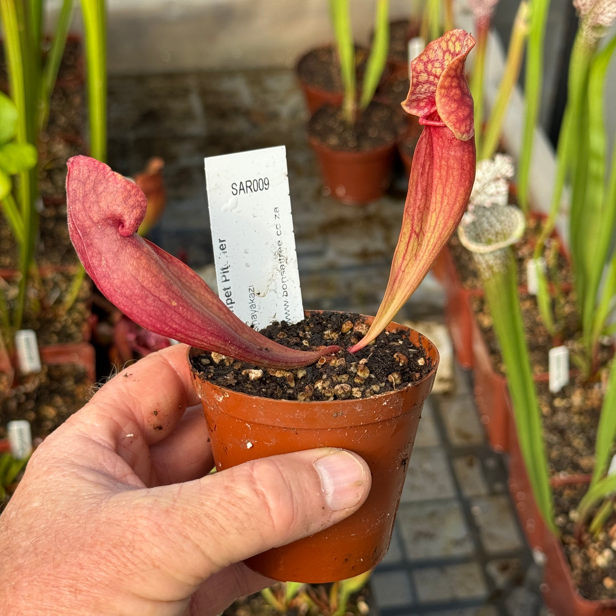 Trumpet Pitcher, Sarracenia “Khayakazi”