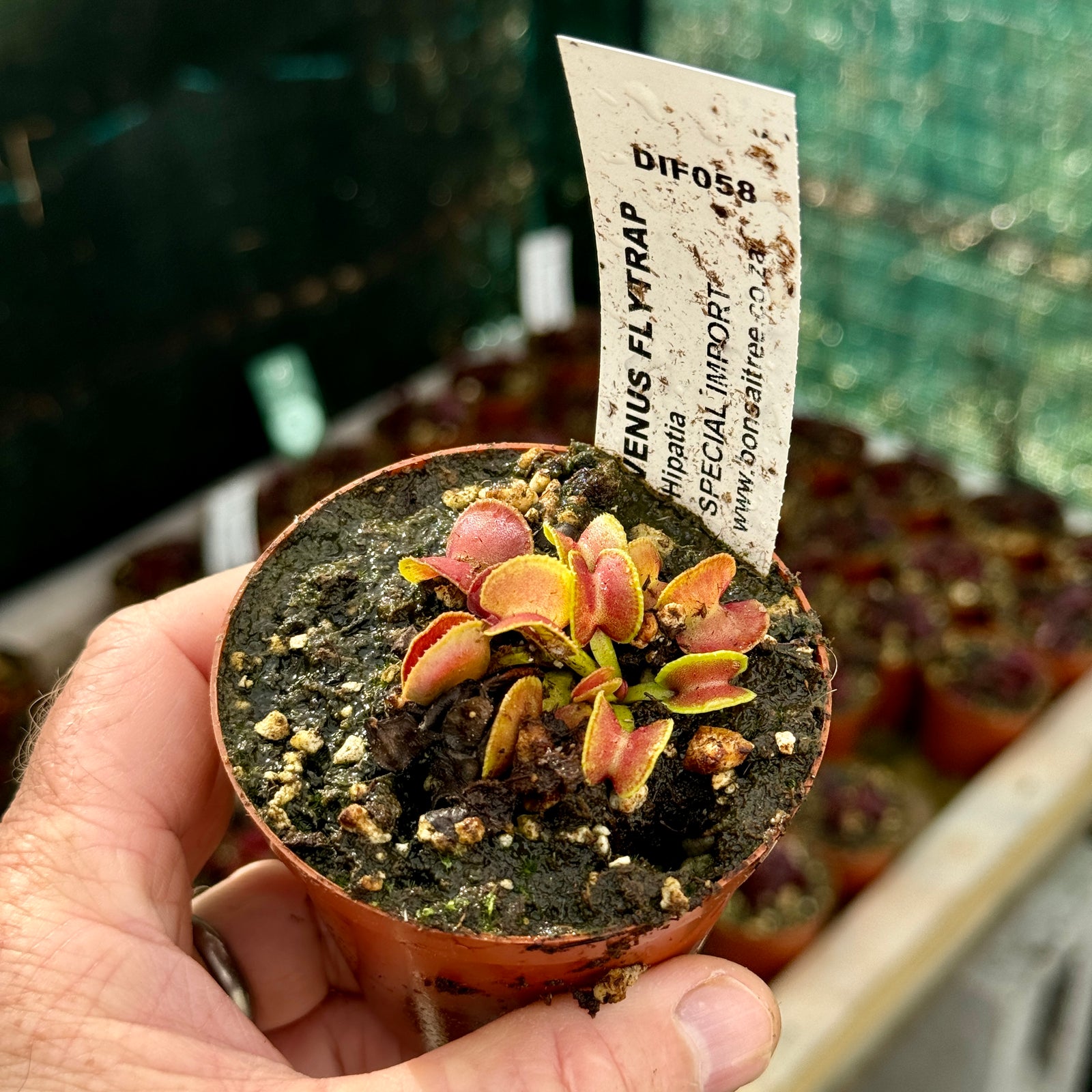 Venus Fly Trap, 'Hypatia.' Special Import. - 2 year old plant. 7.5cm plastic container. - Carnivorous Plant