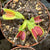 Venus Fly Trap, 'B52.' Special Import. -   - Carnivorous Plant